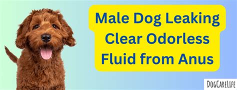 yellow liquid leaking from dogs bum|Dog Leaking Clear Fluid from Anus: 8 Causes。